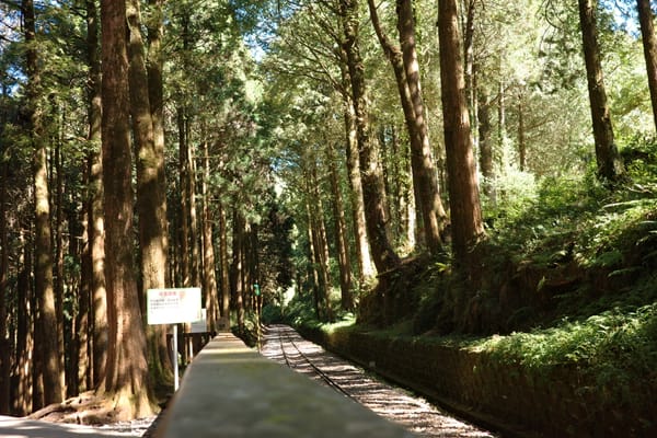 嘉義阿里山．市區｜兩天一夜眠月線遊